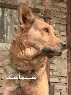 عاطفه در قاب
