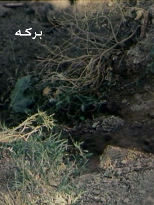 برفک