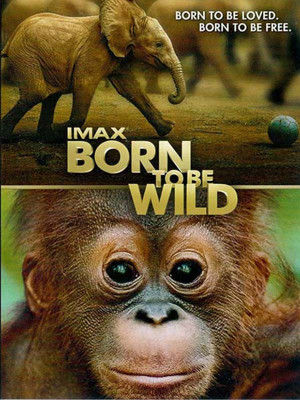 متولد حیات وحش - Born to Be Wild - متولد حیات وحش , مستند متولد حیات وحش , فیلم , مستند , فیلم متولد حیات وحش , فیلم مستند متولد حیات وحش ,Born to Be Wild , فیلم Born to Be Wild , مستند Born to Be Wild , فیلم مستند Born to Be Wild , زیر نویس Born to Be Wild , Born to Be Wild 2011 , مستند 2011 , David Lickley ,Drew Fellman , زیر نویس متولد حیات وحش , متولد حیات وحش 2011, مستند , حیات وحش , فیلم سینمایی , سینما , دانلود فیلم - محصول آمریکا - - - سال 2011 - کیفیت HD